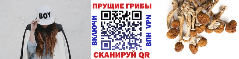 цены наркотик  Суздаль  Псилоцибиновые грибы мицелий 